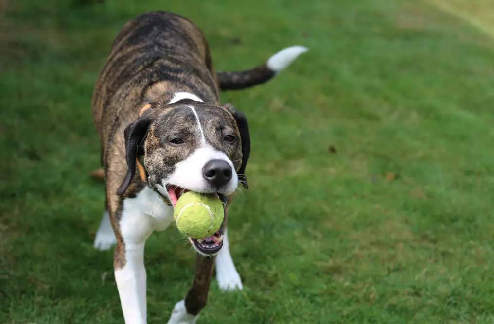 are tennis balls safe for dogs