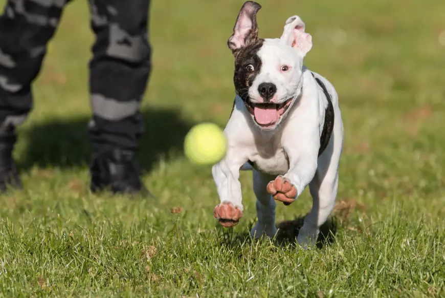 dog chasing a tennis ball
