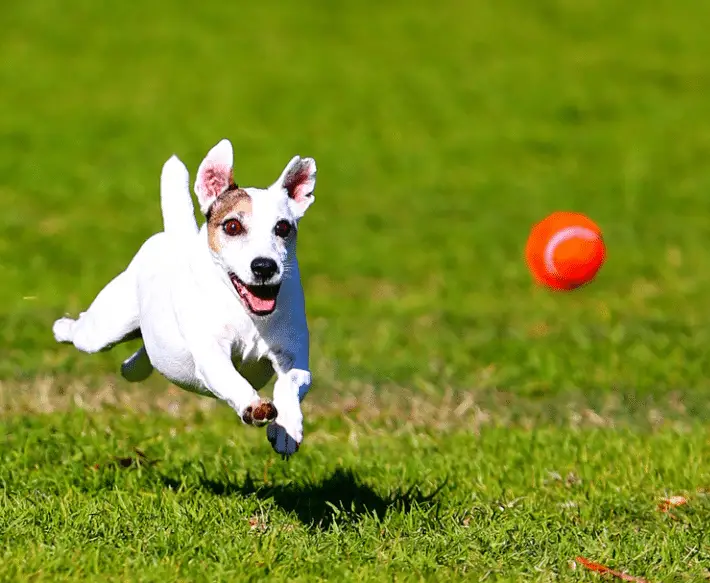 happy dog chasing a red ball