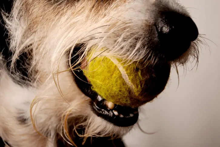 dog chewing on a tennis ball